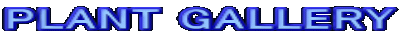 PLANT GALLERY 